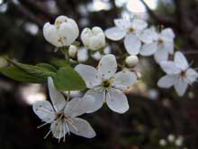 Naturbild6 #6