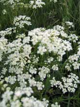 Naturbild7 #7