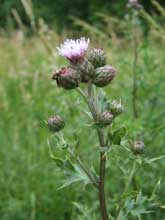 Naturbild8 #8