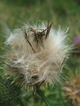 Naturbild10 #10