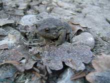 Naturbild11 #11