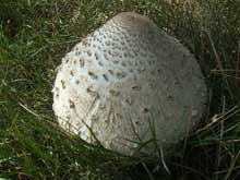 Naturbild15 #15