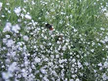 naturbild19 #19
