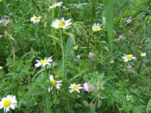 naturbild20 #20