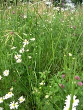 naturbild21 #21