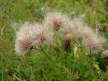 Naturbild22 #22