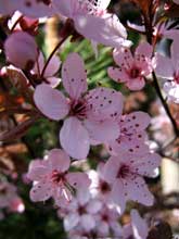 Blüten im Garten