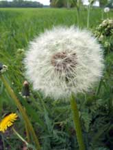 Pusteblume