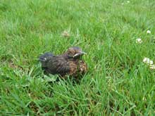 Vogel aus dem Nest gefallen