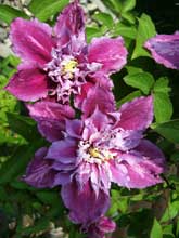 Clematis