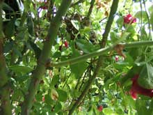 Vogelnest im Rosenbusch