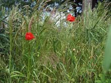 Mohn am Wegesrand