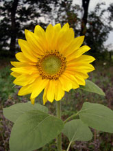 Sonnenblume