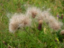 Pusteblume