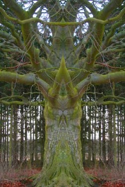 Der Baum