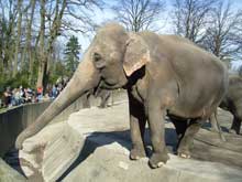 Elefant