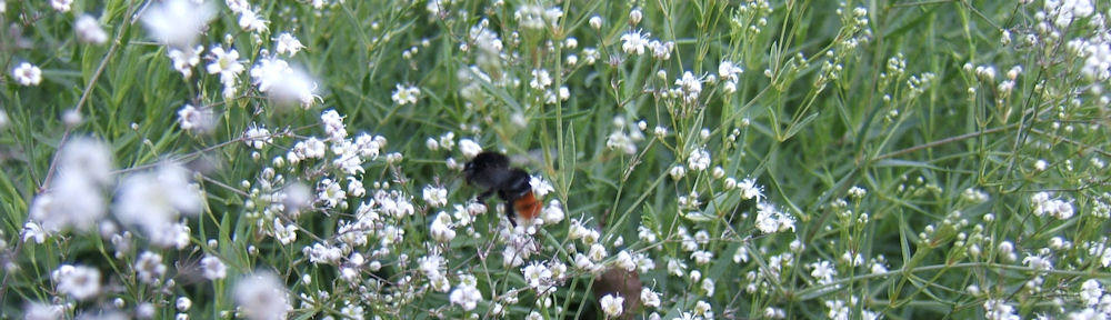 Natur und Tierbilder